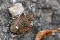 Dyroderes umbraculatus
