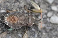 Enoplops scapha