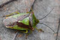 Acanthosoma haemorrhoidale