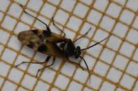 Orthops