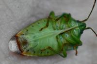 Elasmostethus interstinctus