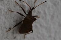 Coreus marginatus