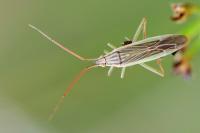 Stenodema calcarata