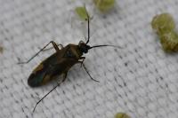 Plagiognathus arbustorum