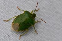 Palomena prasina