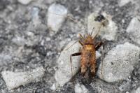 Phytocoris