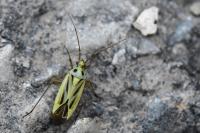 Stenotus binotatus