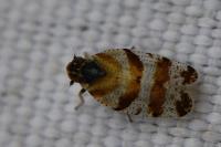 Tachycixius venustulus