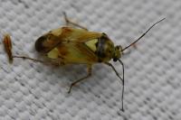 Lygus pratensis