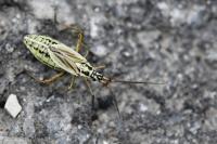 Leptopterna dolabrata