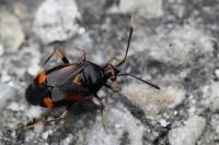 Deraeocoris ruber