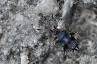Deraeocoris ruber
