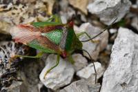 Acanthosoma haemorrhoidale