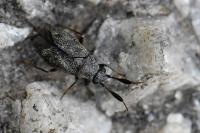 Atractotomus