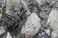 Atractotomus