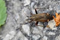 Closterotomus fulvomaculatus