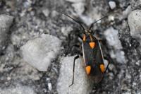 Capsodes flavomarginatus