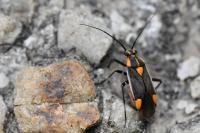 Capsodes flavomarginatus