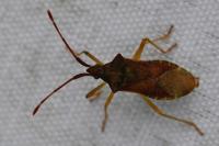 Gonocerus acuteangulatus