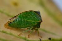 Stictocephala alta