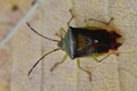 Elasmostethus interstinctus
