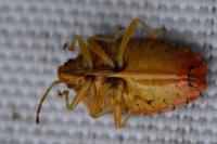 Elasmucha grisea