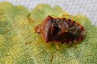 Elasmucha grisea