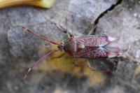 Pantilius tunicatus