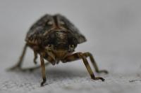 Issus coleoptratus