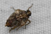 Issus coleoptratus