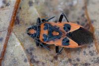 Corizus hyoscyami
