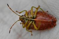 Elasmucha grisea