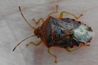 Elasmucha grisea