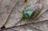 Acanthosoma haemorrhoidale