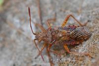 Rhopalus maculatus