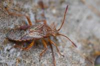 Rhopalus maculatus