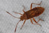 Rhopalus maculatus