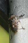 Rhaphigaster nebulosa