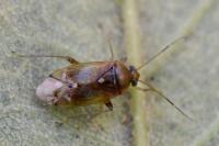Pinalitus cervinus