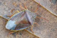 Piezodorus lituratus
