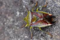 Elasmostethus interstinctus