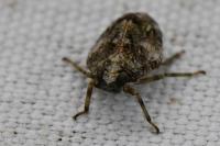 Issus coleoptratus