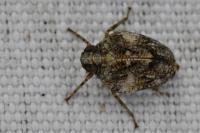 Issus coleoptratus