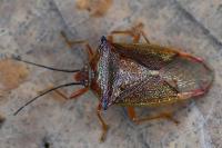 Acanthosoma haemorrhoidale