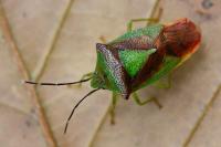 Acanthosoma haemorrhoidale