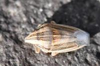 Aelia acuminata