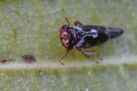 Balcanocerus pruni