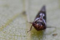 Balcanocerus pruni