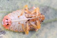 Elasmucha grisea
