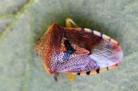 Elasmucha grisea